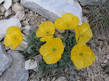Papaveraurantiacum170604